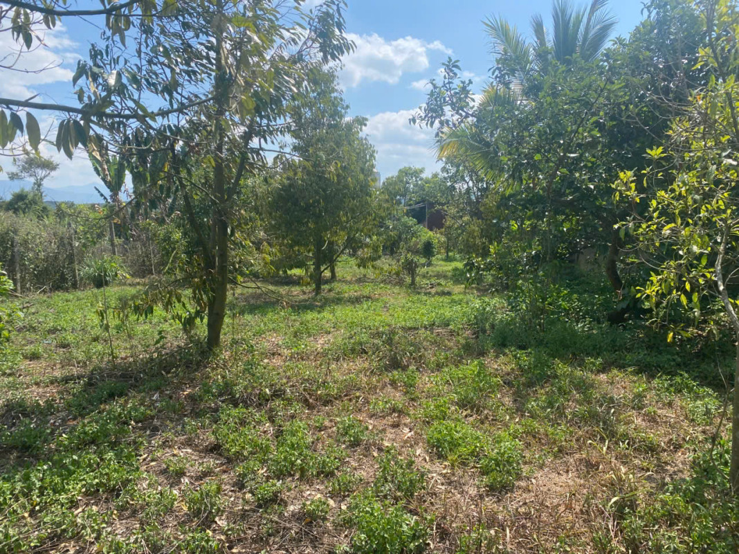 BÁN ĐẤT THÔN 11 – HÒA NAM, DI LINH – 1.181M², CÓ 75M² THỔ CƯ, TRỒNG SẦU RIÊNG, MẶT TIỀN HẺM 30M