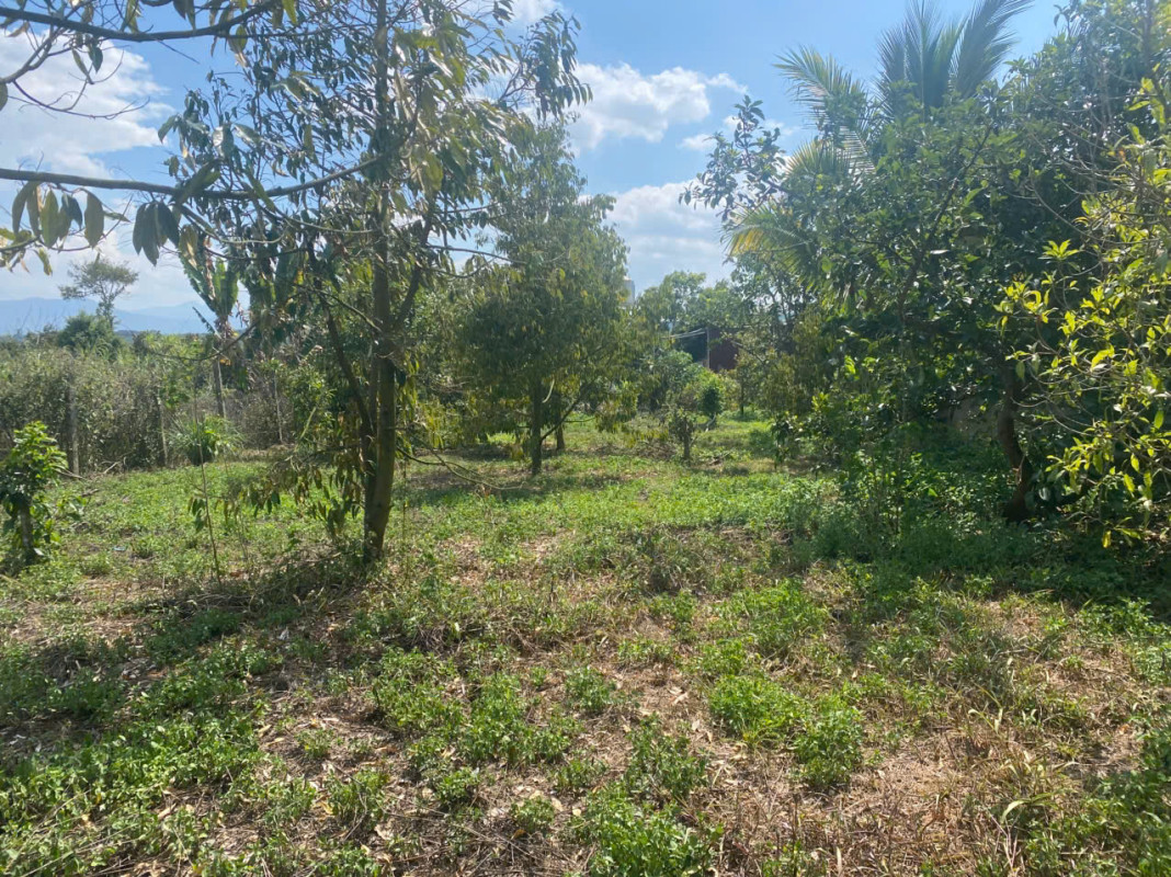 BÁN ĐẤT THÔN 11 – HÒA NAM, DI LINH – 1.181M², CÓ 75M² THỔ CƯ, TRỒNG SẦU RIÊNG, MẶT TIỀN HẺM 30M